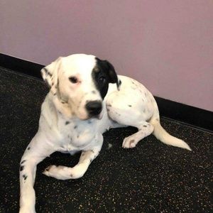 Meet your Posher, Dawn